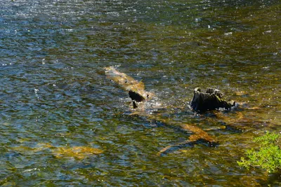 DSC_0055 (Large).JPG